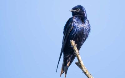 How to Clean a Purple Martin House