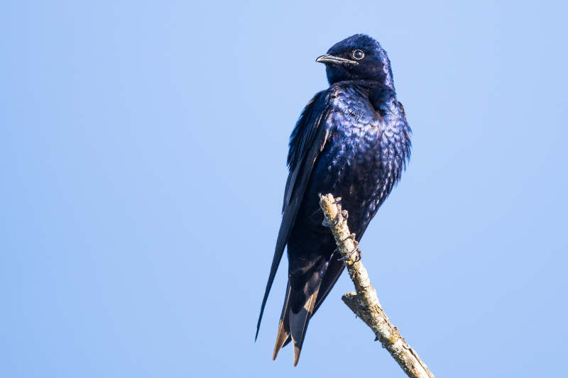 How Long Do Purple Martins Live?